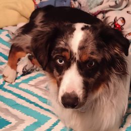 Miniature Australian Shepherds from A&A K9's