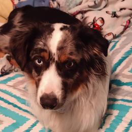 Miniature Australian Shepherds from A&A K9's