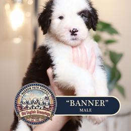 Banner - Gray and white male Old English Sheepdog puppy in Cleveland, Tennessee from Narrow Path Old English & Sheepadoodles