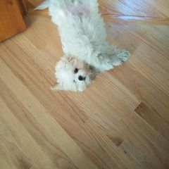 Shichon puppies from Megen D Conroy