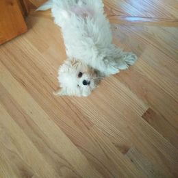 Shichon puppies from Megen D Conroy