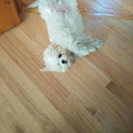 Shichon puppies from Megen D Conroy