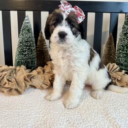 Dottie - Brown and white female Saint Berdoodle puppy in Perrysville, Ohio from Darling Farm Doodles