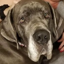 Great Danes from Harmony Hills Danes
