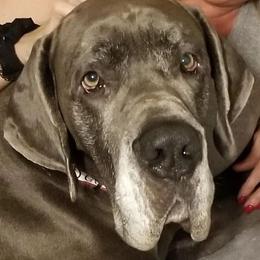 Great Danes from Harmony Hills Danes