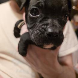 Light blue - Brindle female Boxer puppy in Caspian, Michigan from Andrus Family Boxers