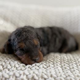 Male No. 1 Phantom Merle - Merle male Bernedoodle puppy in Modesto, California from Central Valley Canine Companions