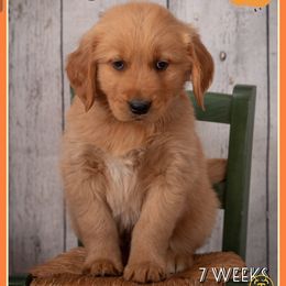 Mango - Dark golden male Golden Retriever puppy in Driggs, Idaho from SK Golden Retrievers
