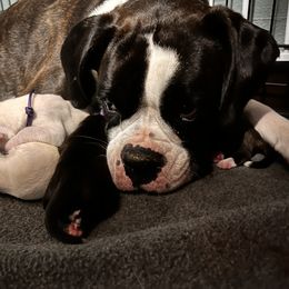 Boxer Puppies from Raynen Boxers, LLC