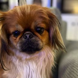 Fancy - Pekingese