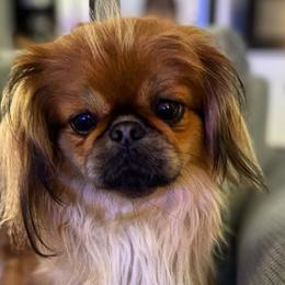 Fancy - Pekingese