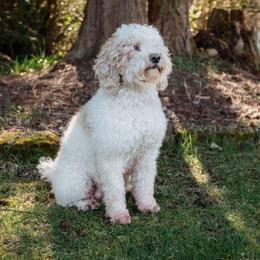 Dia - Bernedoodle