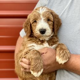 Goldendoodle Puppies from Cane Creek Goldendoodles