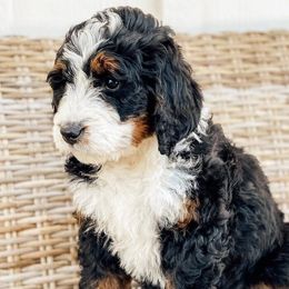 Bernedoodles and Goldendoodles from Ruby's Doodles