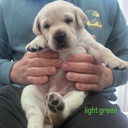 Light green - Yellow female Labrador Retriever puppy in Temecula, California from Oak Valley Labradors