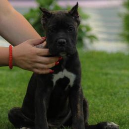 Cane Corso from Junuzovic Cane Corso