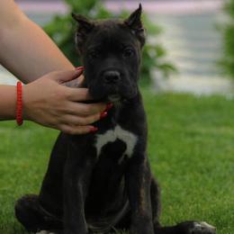 Cane Corso from Junuzovic Cane Corso
