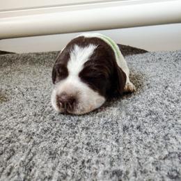 Bagel (green) - Liver roan male German Shorthaired Pointer puppy in Marshfield, Missouri from Suma Kennels