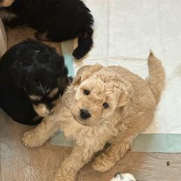 Tucker - Sable male Bernedoodle puppy in Leesport, Pennsylvania from Bechtel’s Doodles