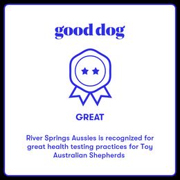 Miniature Australian Shepherd, Shih Tzu, and Toy Australian Shepherd Puppies from River Springs Aussies