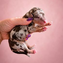 Girl 3 - Chocolate merle female Bernedoodle puppy in Delphos, Ohio from Route 66 Poodles & Doodles, Sapphire Shih-tzu's of Ohio