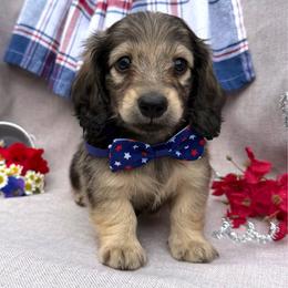 Uno - Cream male Dachshund puppy in Michigan from Hidden Haven Dachshunds