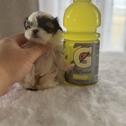 Diamond - Liver and white Shih Tzu puppy in Tehachapi, California from Shih Tzu Crue