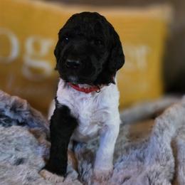 Velvette - Parti female Poodle puppy in Blue Ridge, Georgia from Beltane Standard Poodles