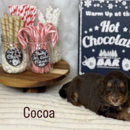 Aussiedoodle Puppies from Silva Ranch Doodles