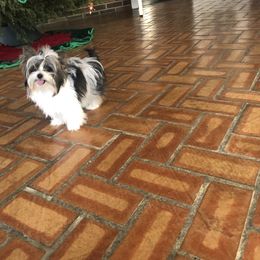 Yorkshire Terrier Puppies from Mountain Magic Yorkies