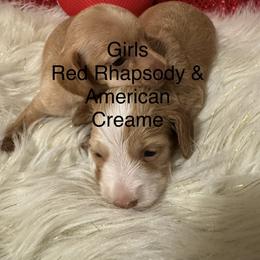 Red Rapsody - Dachshund