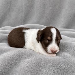 Buzz - Piebald male Dachshund puppy in Park Hill, Oklahoma from Lakeview Dachshunds