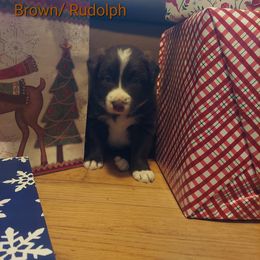 Rudolph- brown collar - Red Border Collie puppy in Locust Grove, Virginia from Valkyrie Ranch Border Collies
