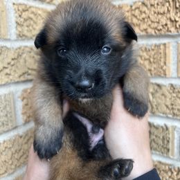 Belgian Malinois Puppies from Noordkust Malinois