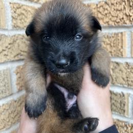 Belgian Malinois Puppies from Noordkust Malinois