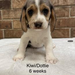Kiwi - Blue tan and white female Beagle puppy in Rogersville, Missouri from Hales Little Beagle Haven