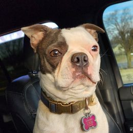 Sweet - Boston Terrier