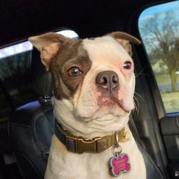 Sweet - Boston Terrier