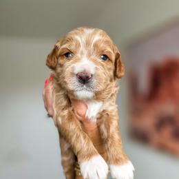 Beckham - Apricot female Goldendoodle puppy in Moses Lake, Washington from Macy Meadows Doodles