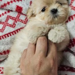 Toodles - Cream and white female Shih Tzu puppy in Taylor, Michigan from Shih Bears