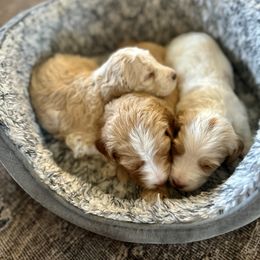 Bernedoodle Puppies from Oodles of Bernedoodles