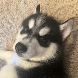 Boy 2 - Black and white male Siberian Husky puppy in Howard City, Michigan from Rustic Pines