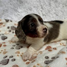 Dachshund Puppies from Brooke Crenshaw