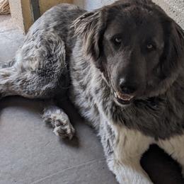 Dustie - Gray fawn female Anatolian Shepherd Dog puppy in Vernon, Arizona from Tatties Ranch