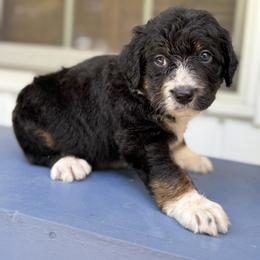 Bordoodle Puppies from Borders of Eby Eden