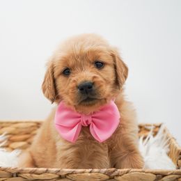 Chai - Dark golden female Golden Retriever puppy in Elmwood Park, Illinois from HuskiesAndGoldensWithFinesse