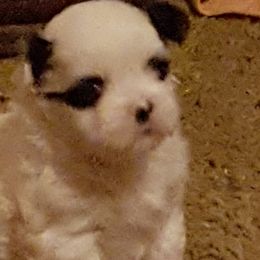 Shih Tzus from Monica's Shih Tzu