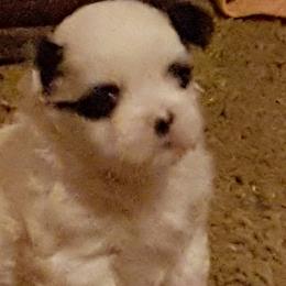 Shih Tzus from Monica's Shih Tzu