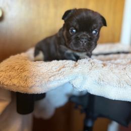 Boy 1 - Chocolate and tan male Pomeranian puppy in El Sobrante, California from Little Lovers Kennels, LLC