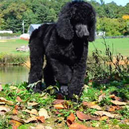 Poodle Puppies from D and D Standard Poodles